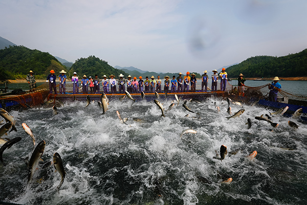 千島湖捕獲今年最大一網魚程海波攝