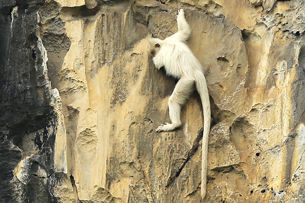 �������·��ֺ����׻���Ҷ��