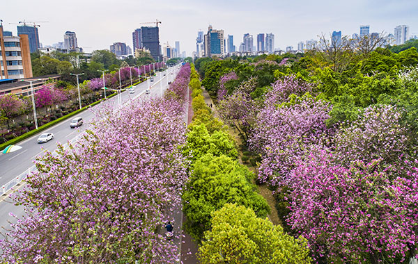 3��24�գ�����������ѧԺ·�����������Ͼ�ʢ���Ľֵ�����ʻ�� 