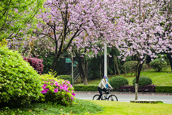 3��24�գ����������ж���·�����������Ͼ�ʢ���Ľֵ������С�