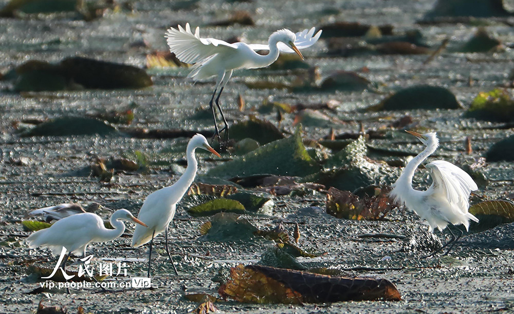 盛夏時節，大批鷺鳥飛抵江蘇省淮安市盱眙縣境內的濕地、公園棲息避暑。近年來，盱眙縣加強對境內的河湖生態治理和環境保護，吸引多種珍稀鳥類到此繁衍生息。