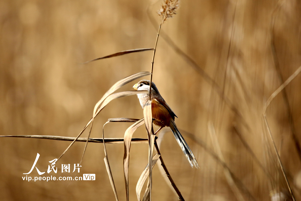 江蘇連雲港：“鳥中大熊貓”震旦鴉雀濕地安家【5】