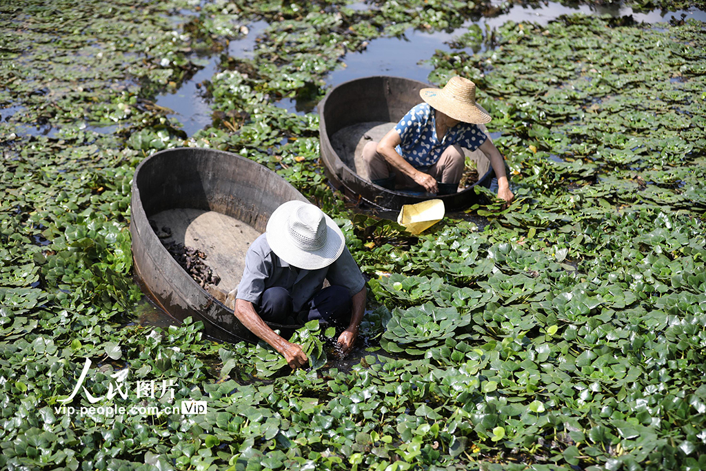 浙江長興：水鄉採菱忙