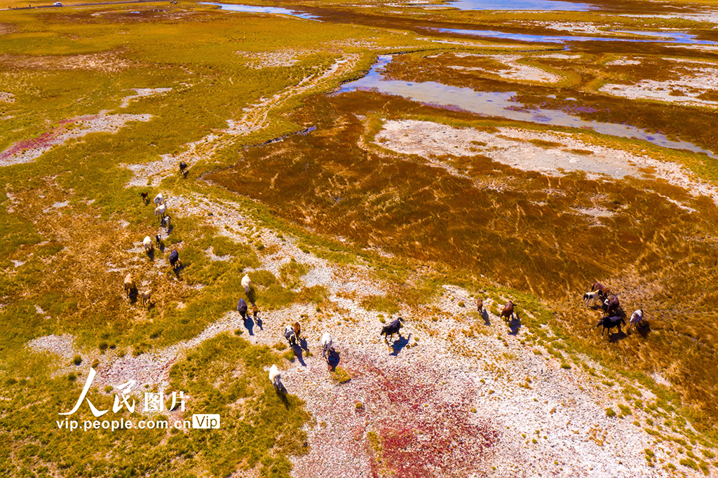 甘肅阿克塞：色彩斑斕濕地美