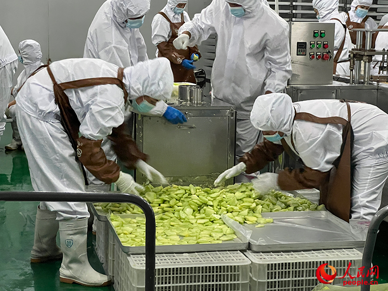 切片哈密瓜將被做成凍干食品。人民網記者 常雪梅攝