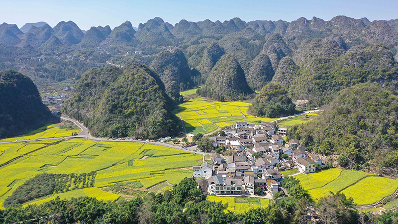 2024年2月17日，貴州省興義市萬峰林景區的油菜花海景色（無人機照片）。