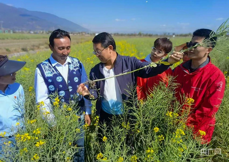 何利成（左二）与科技小院师生交流绿色种植技术（央广网发 大理洱海科技小院供图）