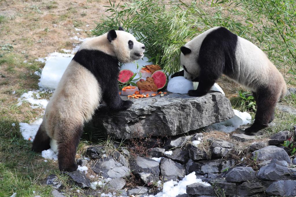 在比利時天堂動物園，大熊貓“寶弟”（左）、“寶妹”享用“生日大餐”。