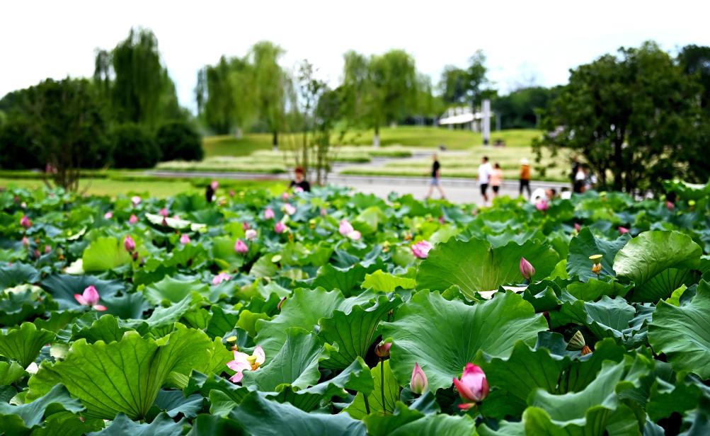 日前，陝西省漢中市漢江兩岸的天漢濕地公園內，市民在休閑賞景。新華社記者 劉瀟 攝