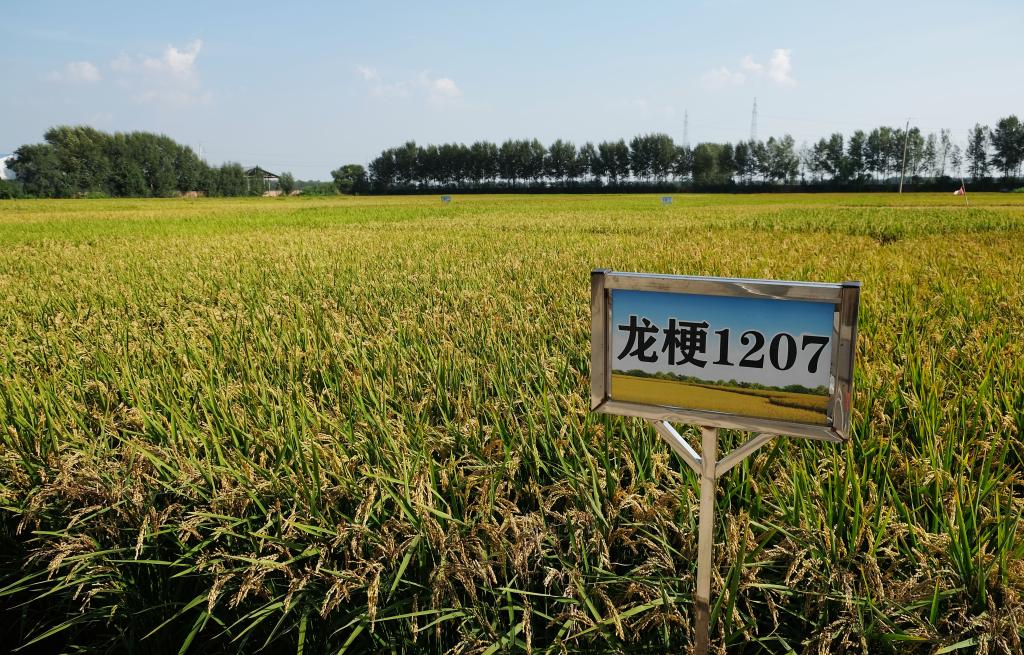 这是国家耐盐碱水稻技术创新中心东北中心绥化试验站培育的水稻（9月3日摄）。新华社记者 魏海 摄
