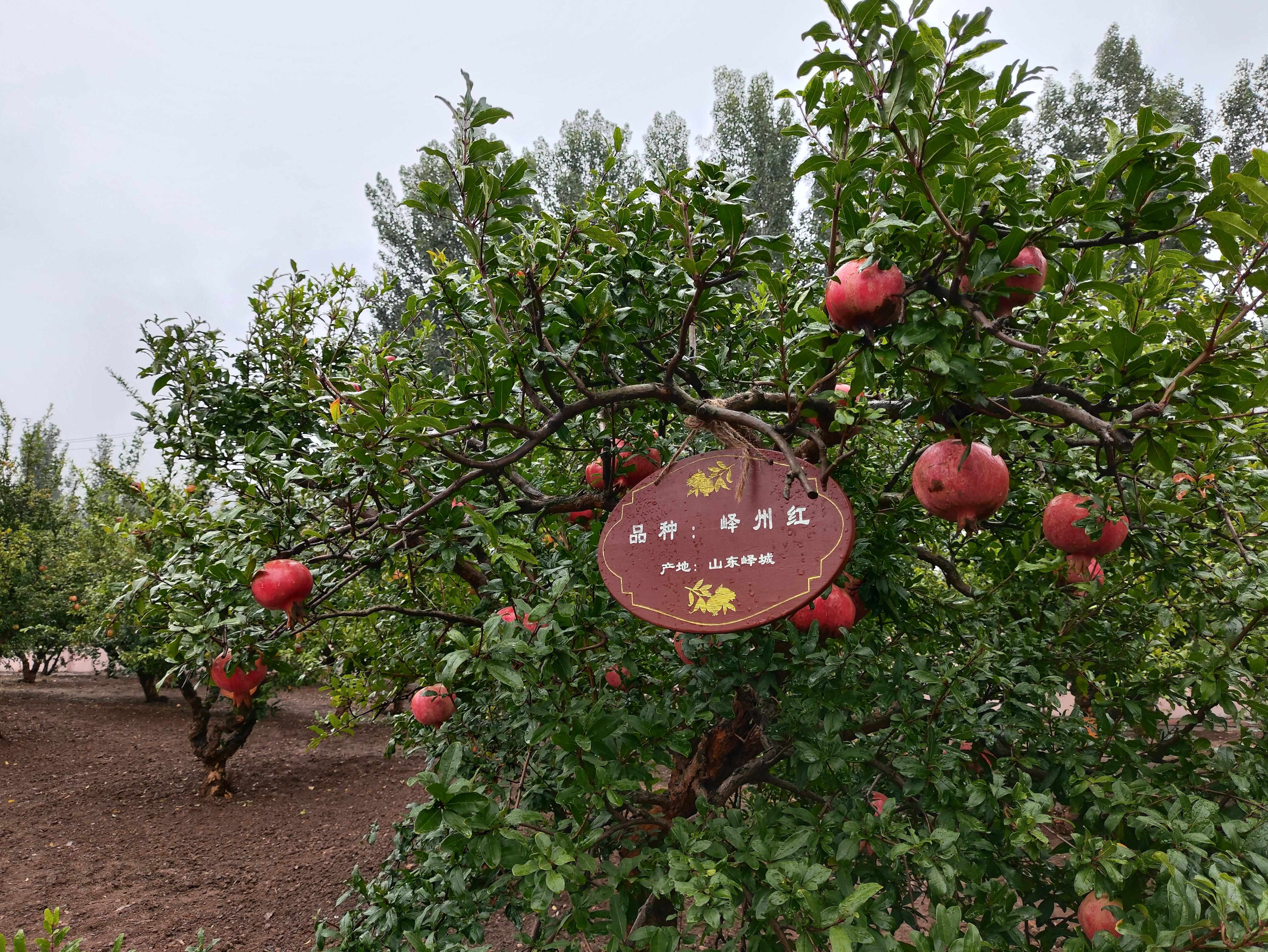 △石榴園中的“嶧州紅”品種，曾在2019年北京世園會優質果品大賽中獲金獎。（總台央視記者鐘信偉拍攝）