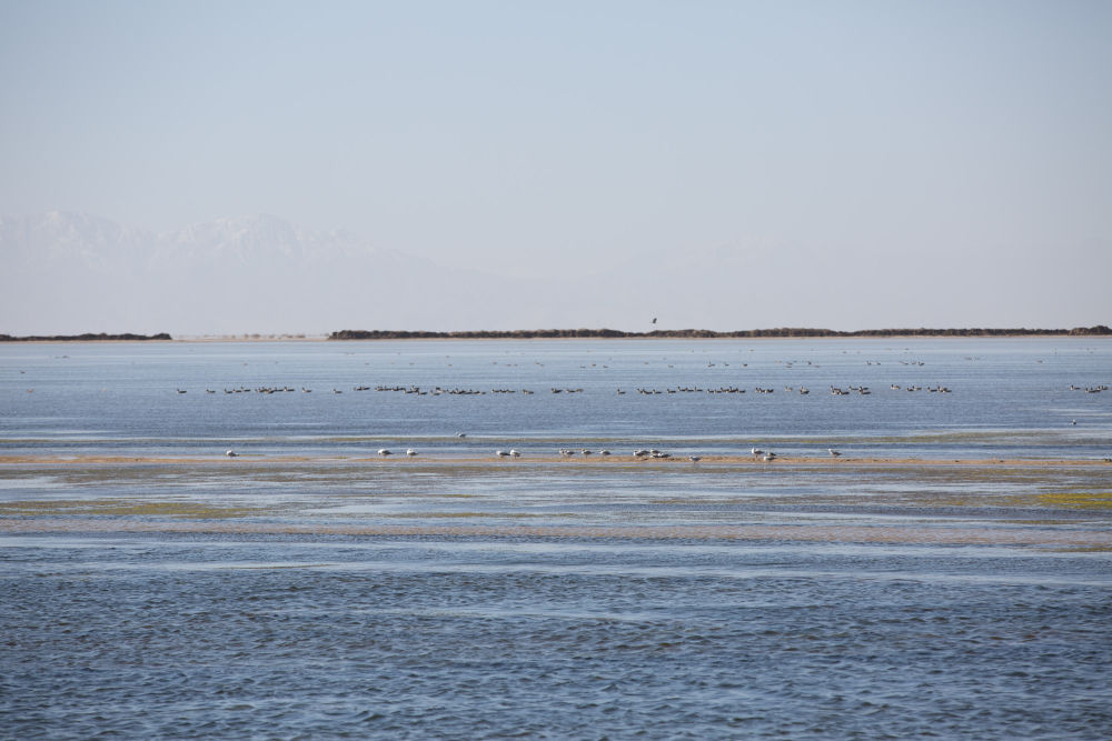 鳥兒在青海察爾汗鹽湖邊的淡水湖上棲息（2017年9月10日攝）。新華社記者 金立旺 攝