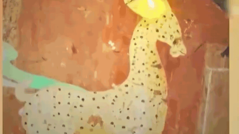 ȫ¼֧£ػĪ߿ʵ˿⿴顣