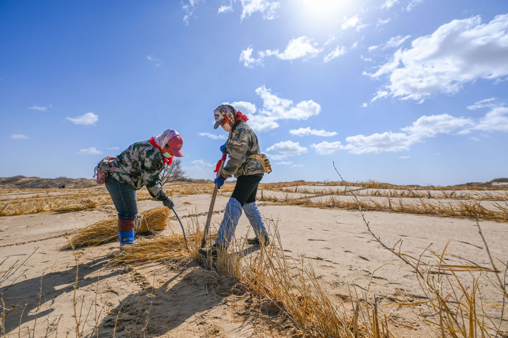 在內蒙古通遼市科爾沁左翼后旗阿古拉鎮，治沙工人在科爾沁沙地裡打草方格（2024年3月28日攝）。新華社記者 連振 攝