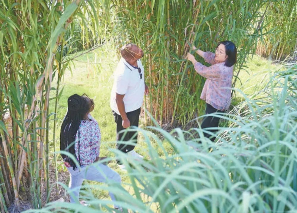 福建农林大学国际菌草工程技术研究中心工作人员（右）在向卢旺达留学生介绍菌草品种“绿洲1号”芦竹的生长情况。新华社记者 林善传 摄