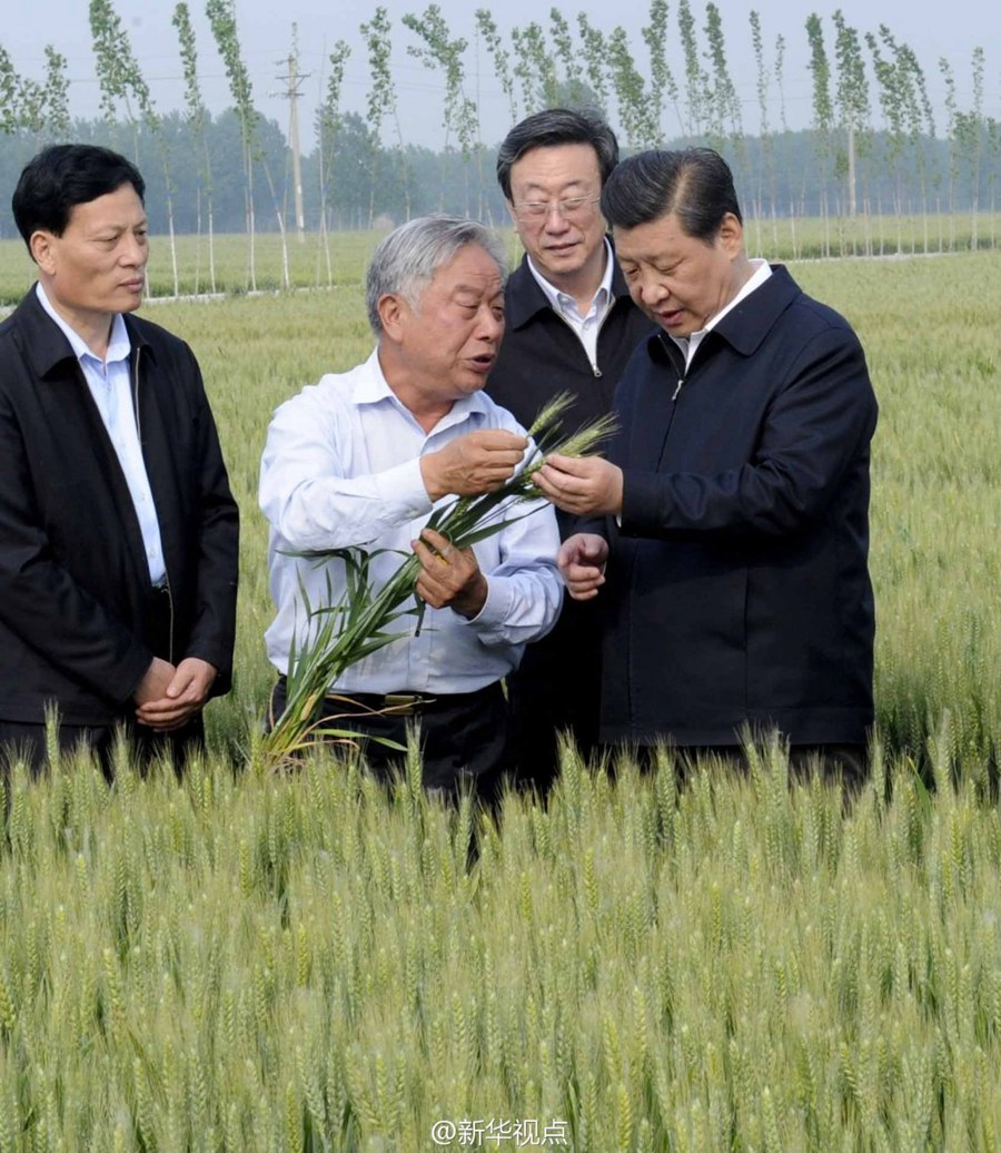 2014年5月，习近平总书记在河南省尉氏县张市镇高标准粮田察看小麦长势。