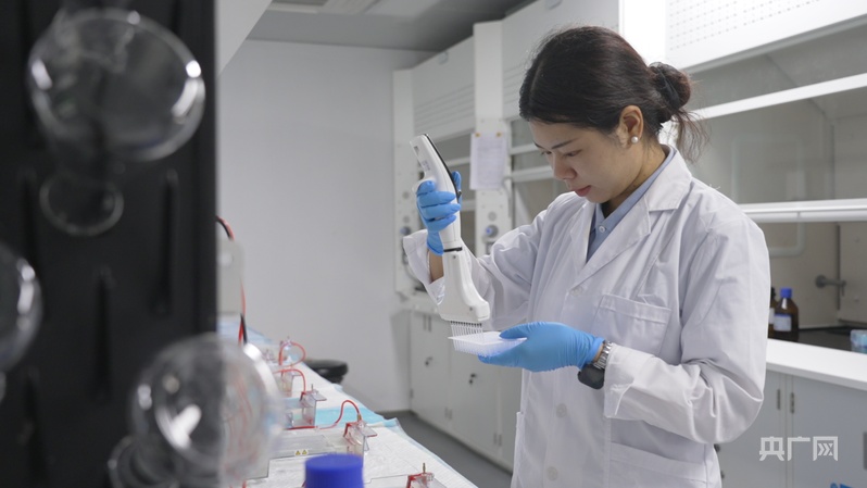喬繼月在做野生稻分子標記篩選實驗（央廣網記者 索迪 攝）