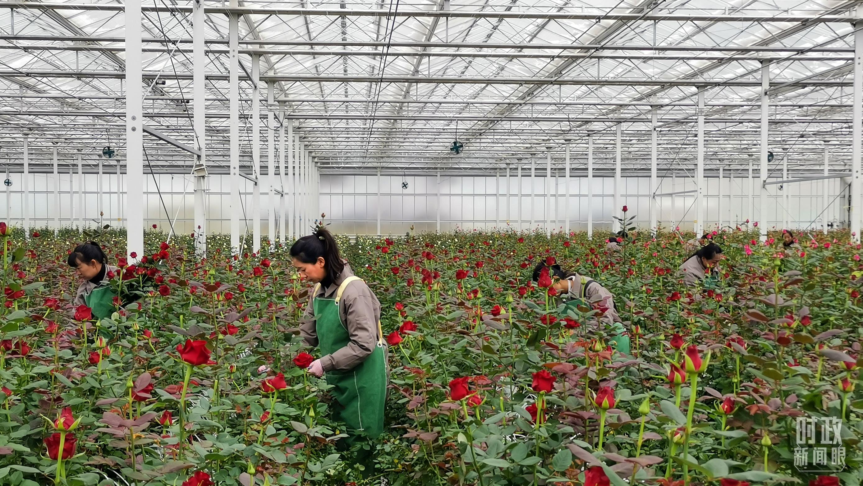 △工人们在云南丽江现代花卉产业园里的智能温室大棚里劳作。（总台央视记者范一鸣拍摄）