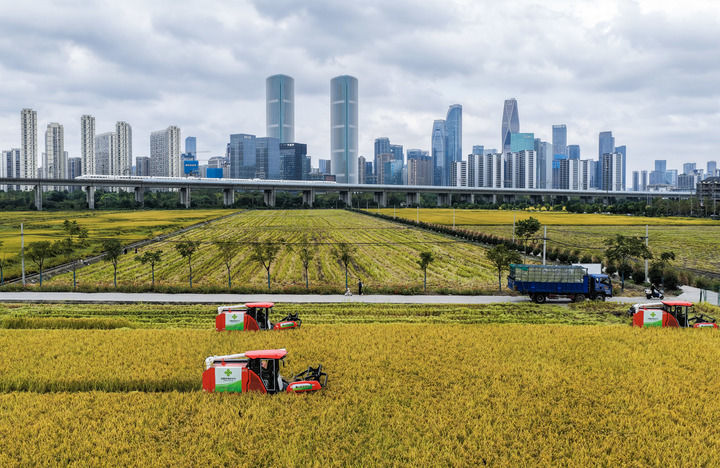 收割机在位于浙江杭州萧山区世纪田园粮食功能区的稻田里收割水稻，远处高铁列车飞驰而过（2025年10月21日摄，无人机照片）。新华社记者 徐昱 摄