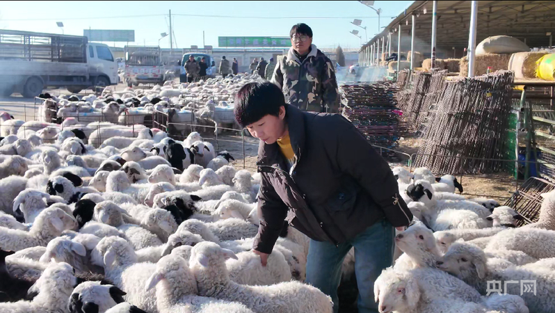 蒲萬林在古浪縣牛羊交易市場挑選羊羔（央廣網記者 寇剛 攝）