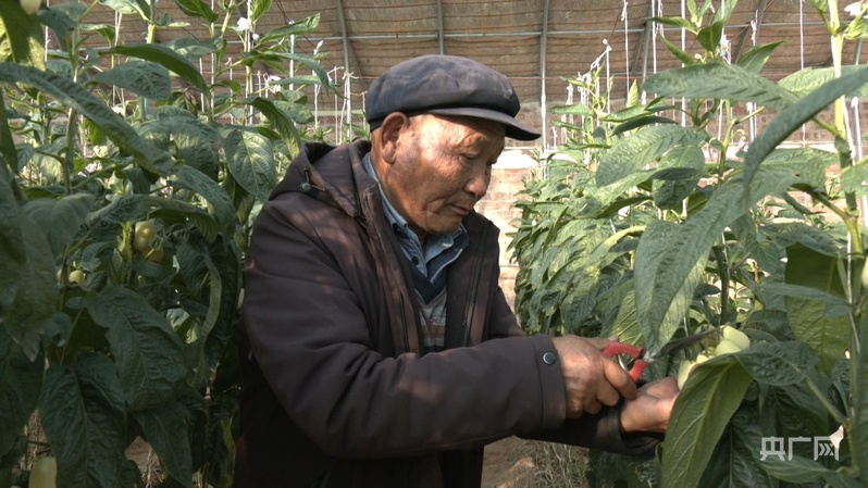 李應川在自家大棚打理人參果樹（央廣網記者 寇剛 攝）