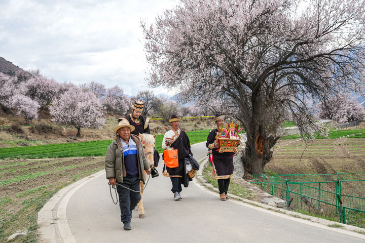 2025年4月3日，西藏林芝市朵當村群眾身著盛裝、手捧切瑪為游客提供民俗體驗活動。新華社記者 丁增尼達 攝